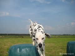 img_1319555755_991